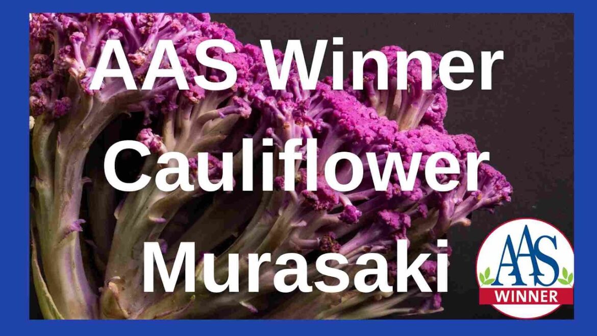Murasaki Cauliflower: Unique Purple Vegetable for Your Garden #cauliflower #vegetables #purple