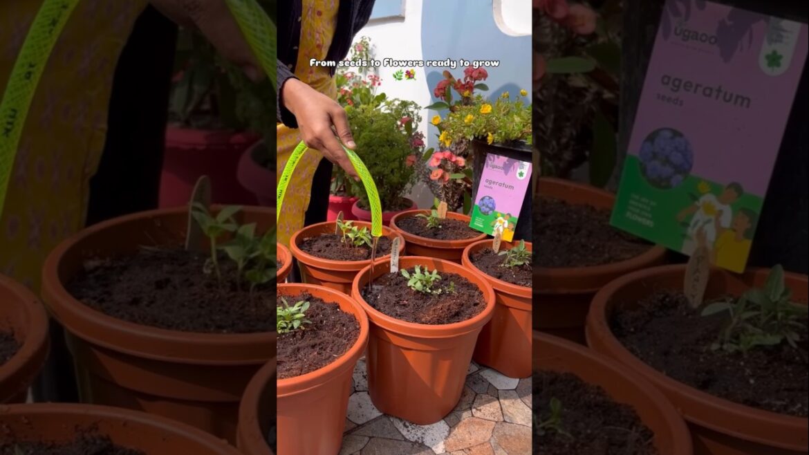 Gardening pots #shorts