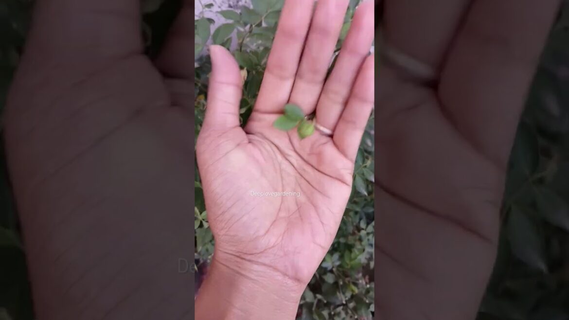 #flowers #trending #deeplovegardening #viralvideo