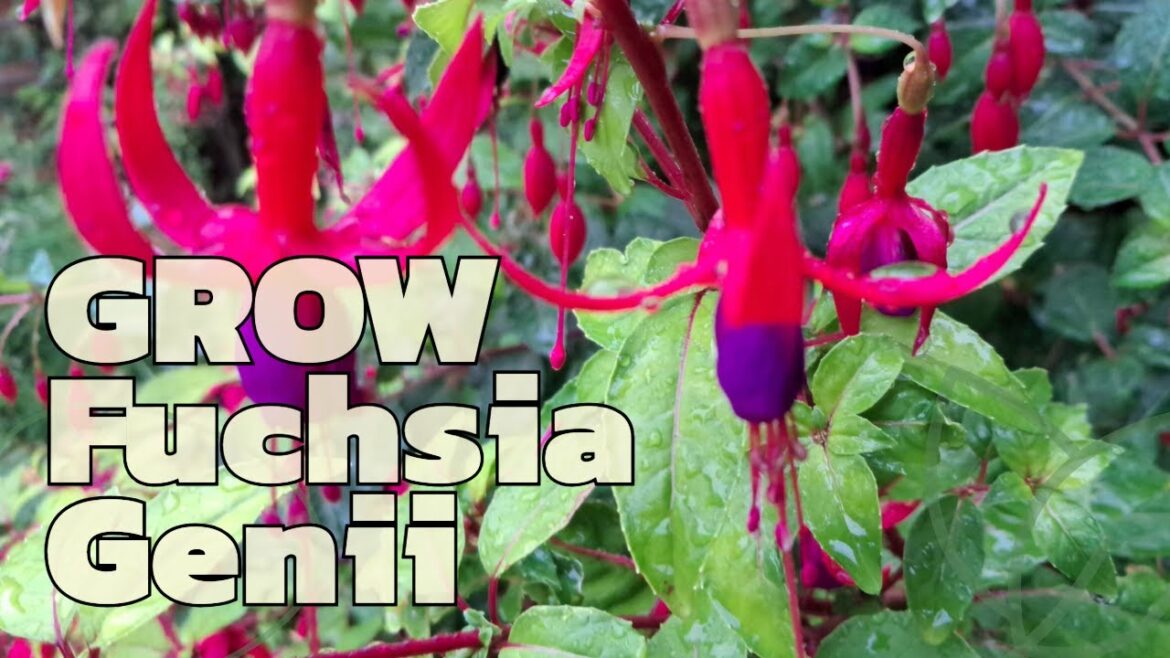 Grow Fuchsia Genii