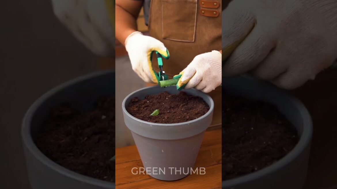 Let’s Grow Some Delicious Strawberries at Home! ๐ Let's Grow Some Delicious Strawberries at Home! ๐