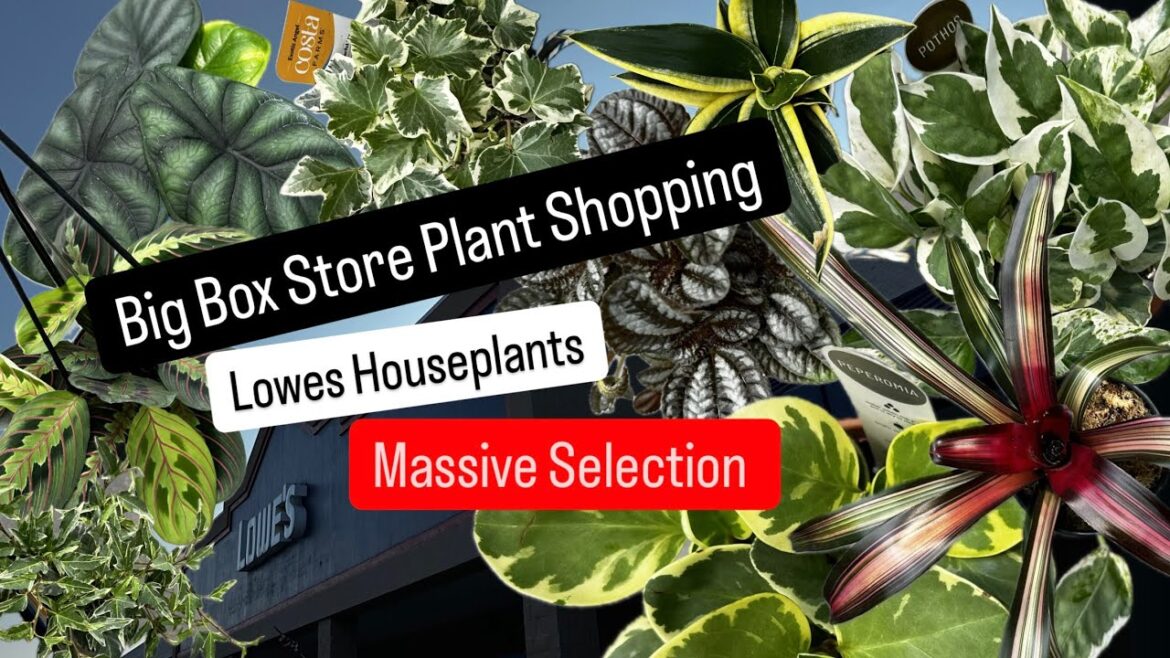 Big Box Store Plant Shopping Lowes New Houseplants Costa Farms Urban Jungle and Live Trends Plants Big Box Store Plant Shopping Lowes New Houseplants Costa Farms Urban Jungle and Live Trends Plants