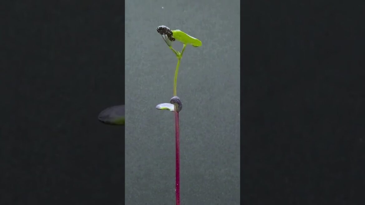 “Nature’s Time Machine: Captivating Plant Growth Timelapse” #nature #seeds #timelapsevideo #plants "Nature's Time Machine: Captivating Plant Growth Timelapse" #nature #seeds #timelapsevideo #plants
