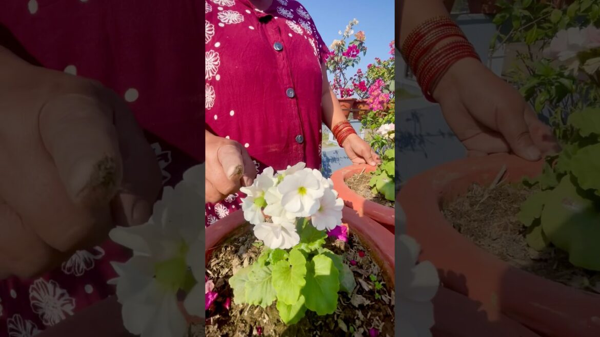 🌸 Primula Flower Update – Latest Growth & Care Tips! 🌿 #shorts #gardeningtips #gardening 🌸 Primula Flower Update – Latest Growth & Care Tips! 🌿 #shorts #gardeningtips #gardening