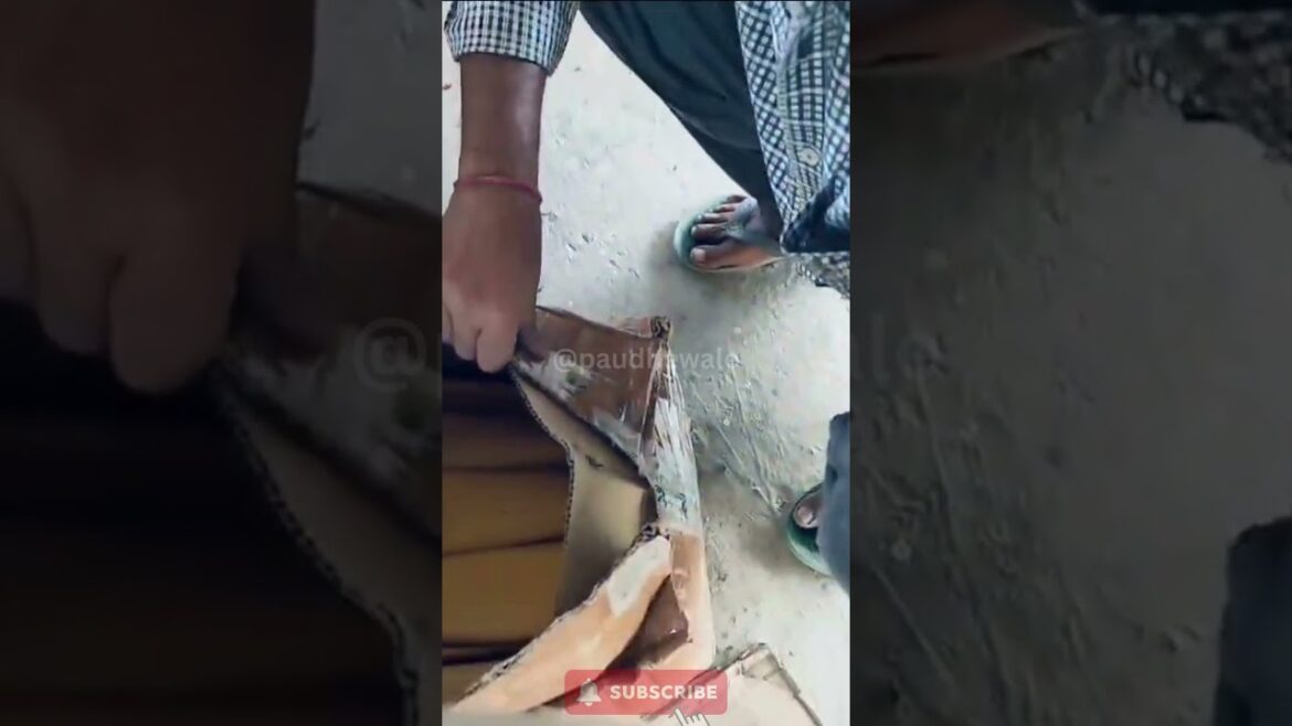 Live Plants Unboxing | Bulk Plant Order #paudhewale #trending #plants #roseplants #rose #short