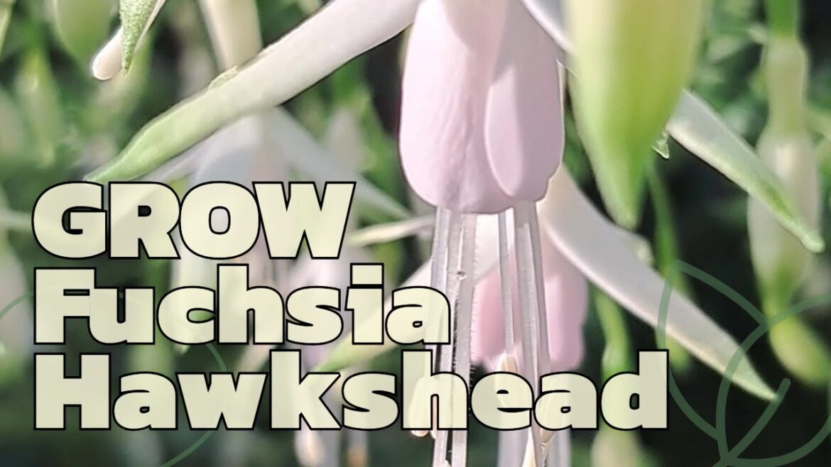 Grow Fuchsia Hawkshead
