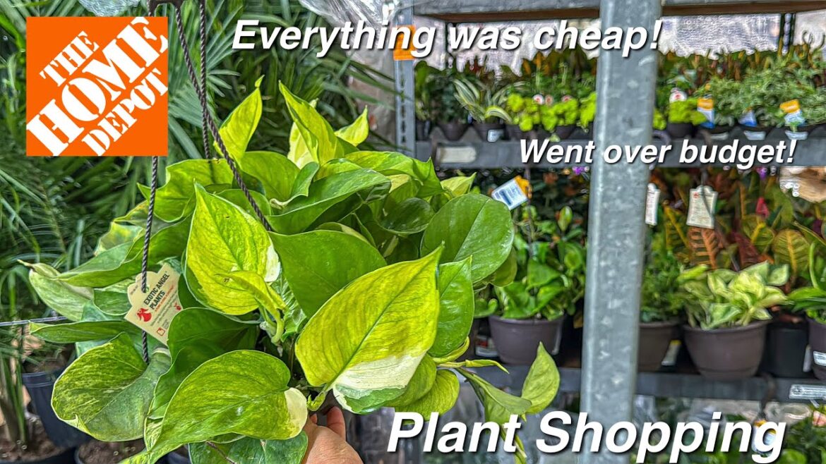 Finding a NEW Plant Variety at The Home Depot! Plant Shopping Big Box Stores! Finding a NEW Plant Variety at The Home Depot! Plant Shopping Big Box Stores!