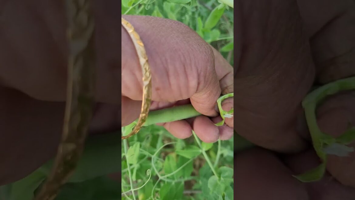 GREEN PEAS FROM ORGANIC GREEN GOLD#youtubeshorts ##viral