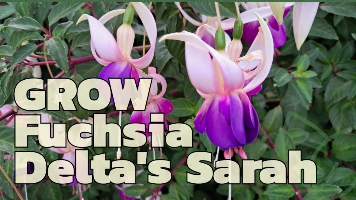 Grow Fuchsia Delta's Sarah
