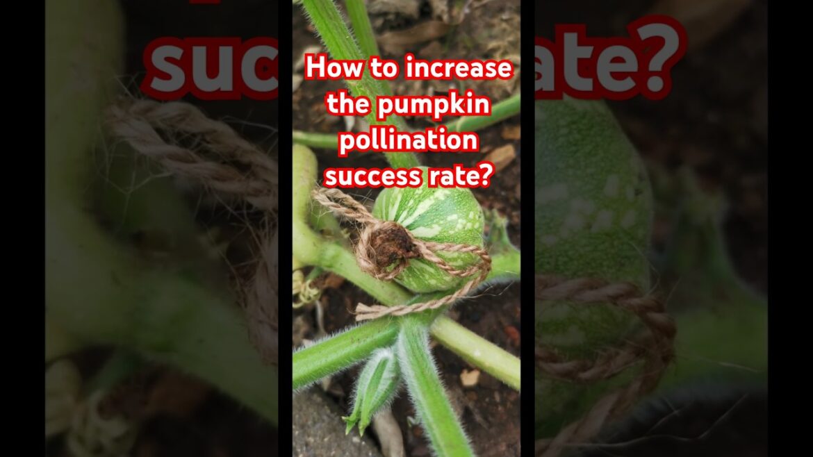 Garden tips 27 - How to increase pumpkin pollination success rate? #pumpkin #pollination #gardening