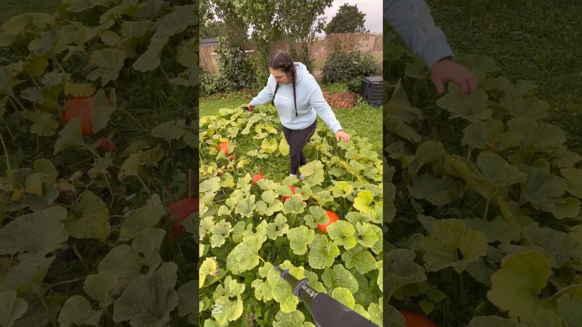 You’ll never believe what I found in my backyard… 🎃👀 #garden #gardening #epic #home #shorts  #food