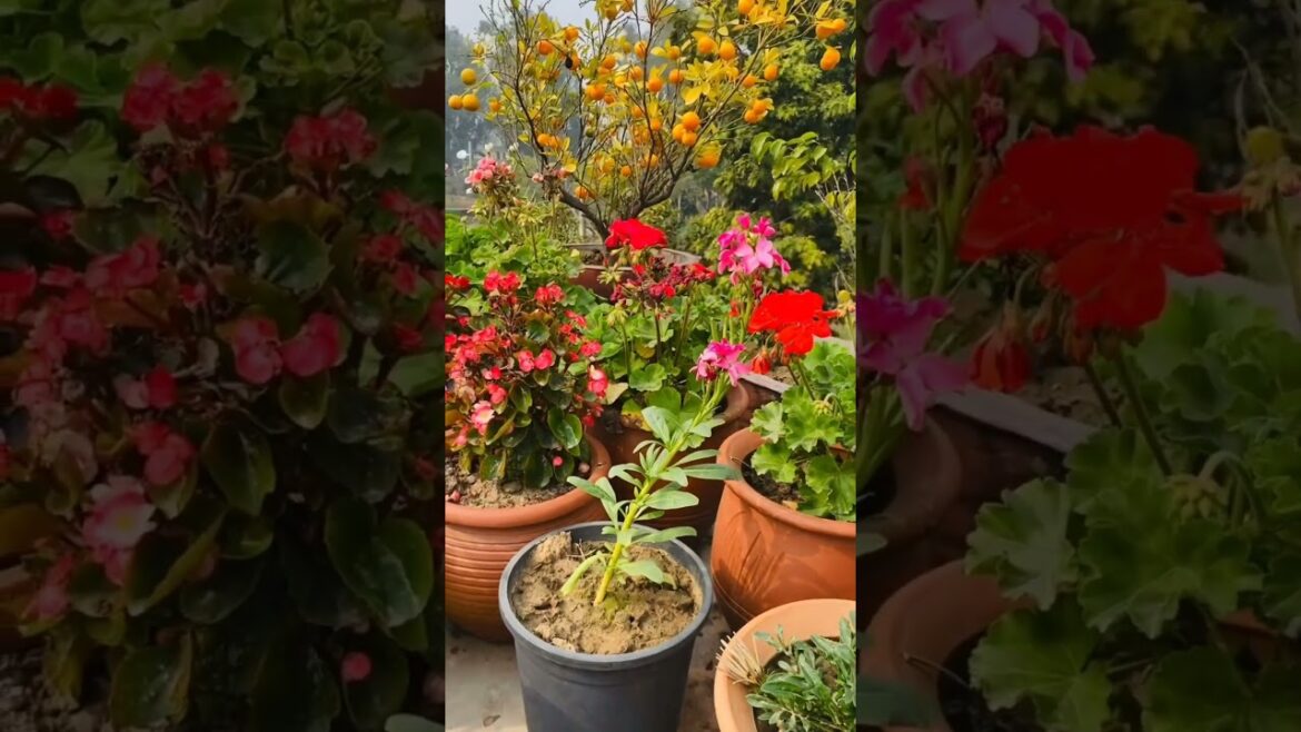 Awesome rooftop garden idea #garden #rooftop #rooftop garden #viralvideo