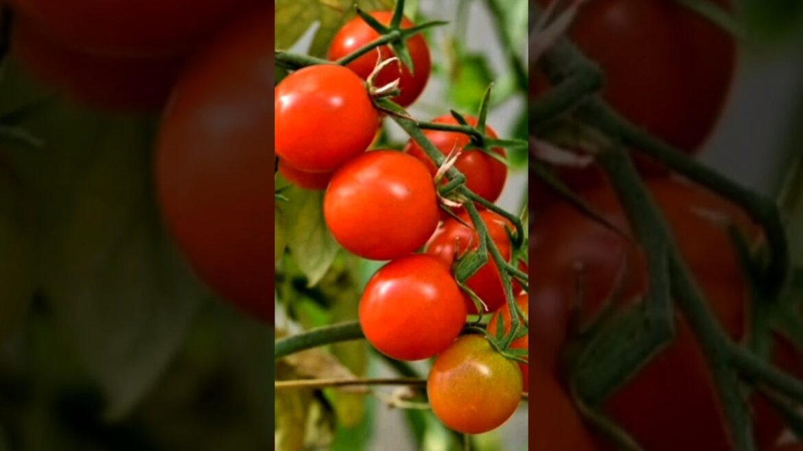 Expert Gardener Shares TOP Tips for Repotting Baby Tomato Trees