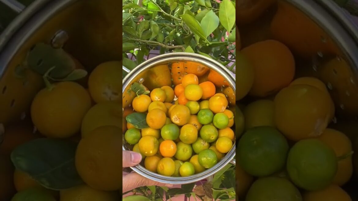 Filipino garden 🌱 🍊 #shorts #gardening #gardeningforbeginners #harvest #calamansi #organicgardening
