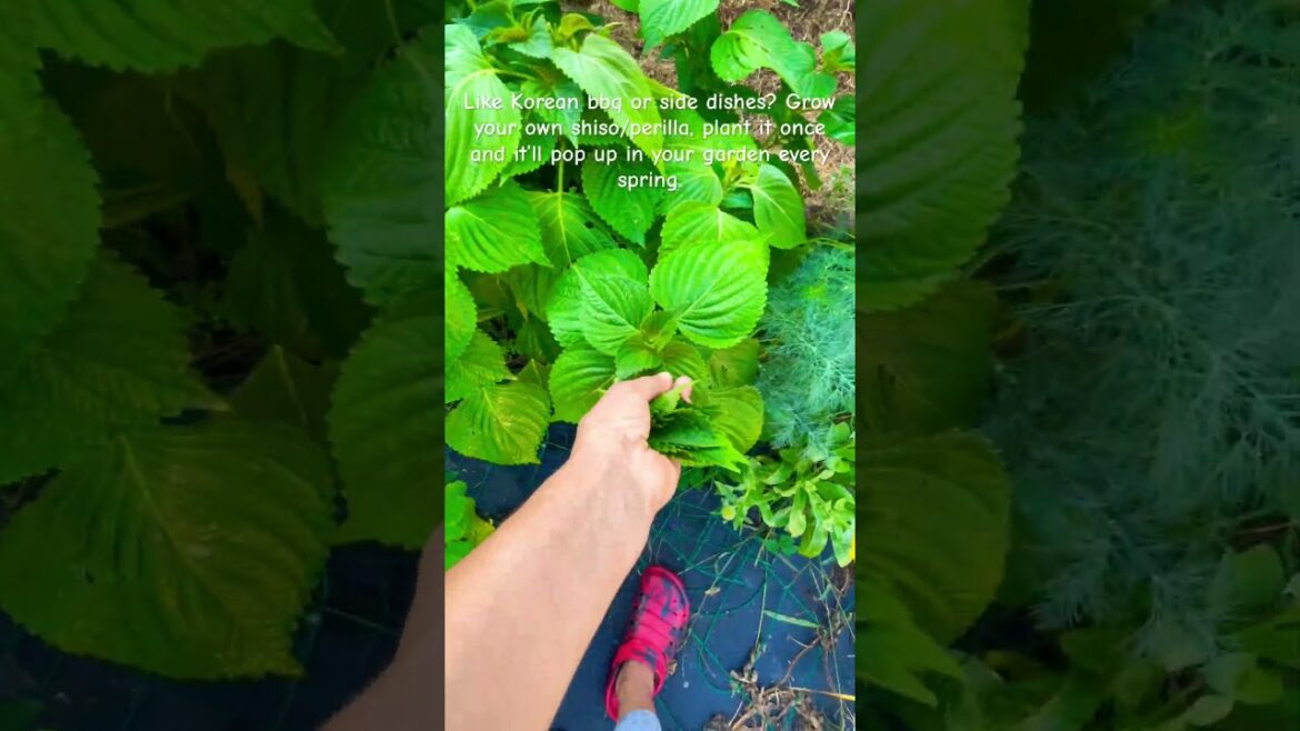 #shiso #perilla #korean #asian #japanese #garden #gardentips #gardening #backyardgarden #organic
