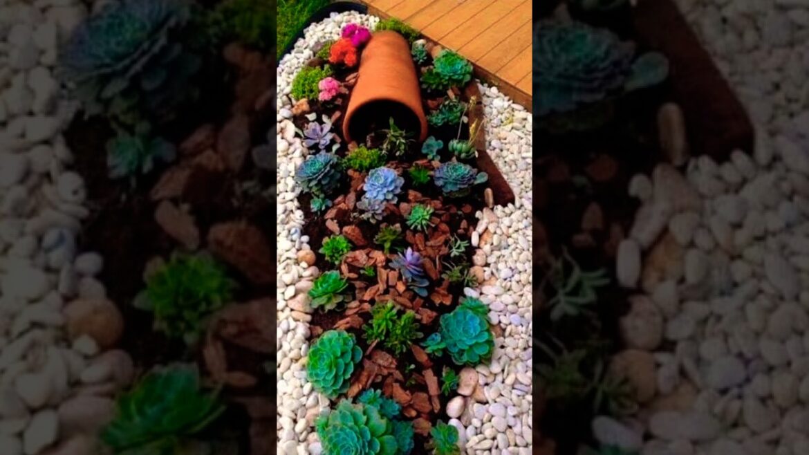 Succulent landscaping ideas 🌿🌱🌵🏡🦋#shorts