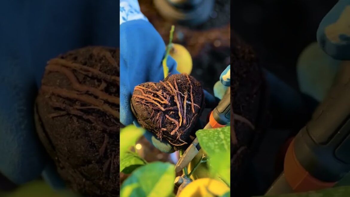 How to grow lemons? 🍋 #lemon #growplant #garden #gardeninghacks