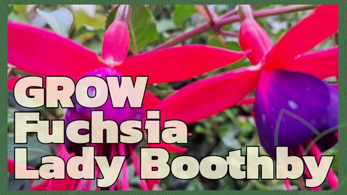 Grow Fuchsia Lady Boothby Grow Fuchsia Lady Boothby
