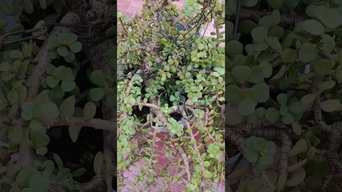 Tips For Beginners #shorts #trending #garden #plants