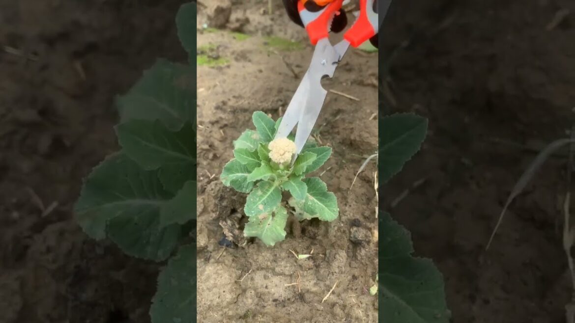 Cut Off Baby Cauliflower to get A Big size Cauliflower #Gardening Tips#shorts @PrabhGardening