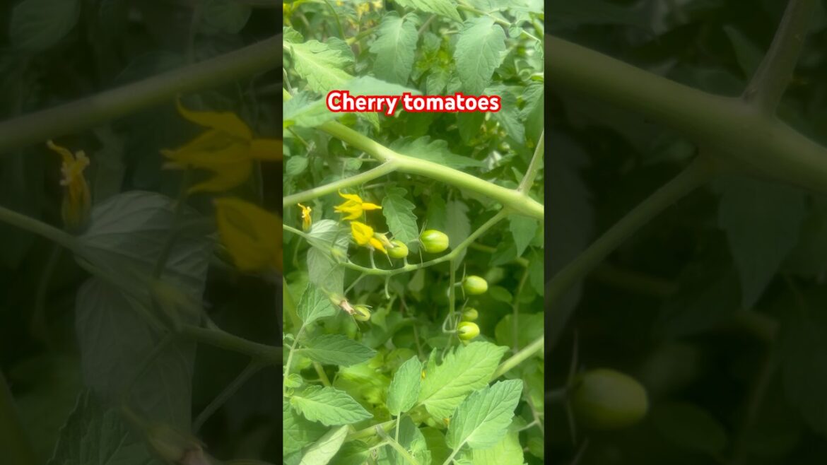 Cherry tomatoes Australia #🇦🇺 #shortsfeed #shortvideo #trendingshorts #reels #gardening #gardening