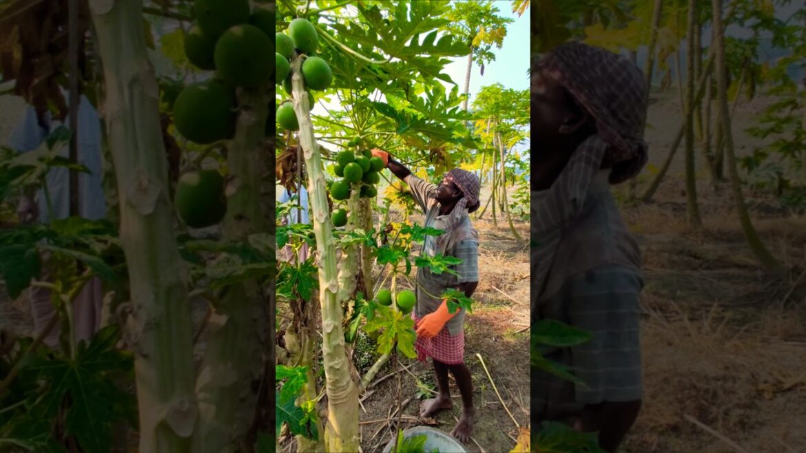 Crisp & Green: Farmer’s Sunrise Papaya Picking Adventure #shorts Crisp & Green: Farmer’s Sunrise Papaya Picking Adventure #shorts