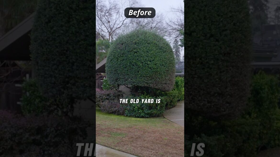 Transforming an Outdated Yard into an Edible Paradise 🍋✨