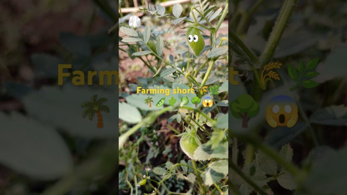 👍🏞️👈#nature😱🌾👀 Growing Dreams, One Plant at a Time"Plant, Nurture, Harvest, Wonder"