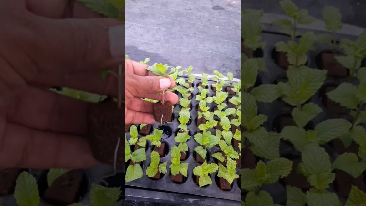 Hydroponic Mint Cuttings Rooted! 🌱 Ready for Transplant in 1 Week! #Shorts