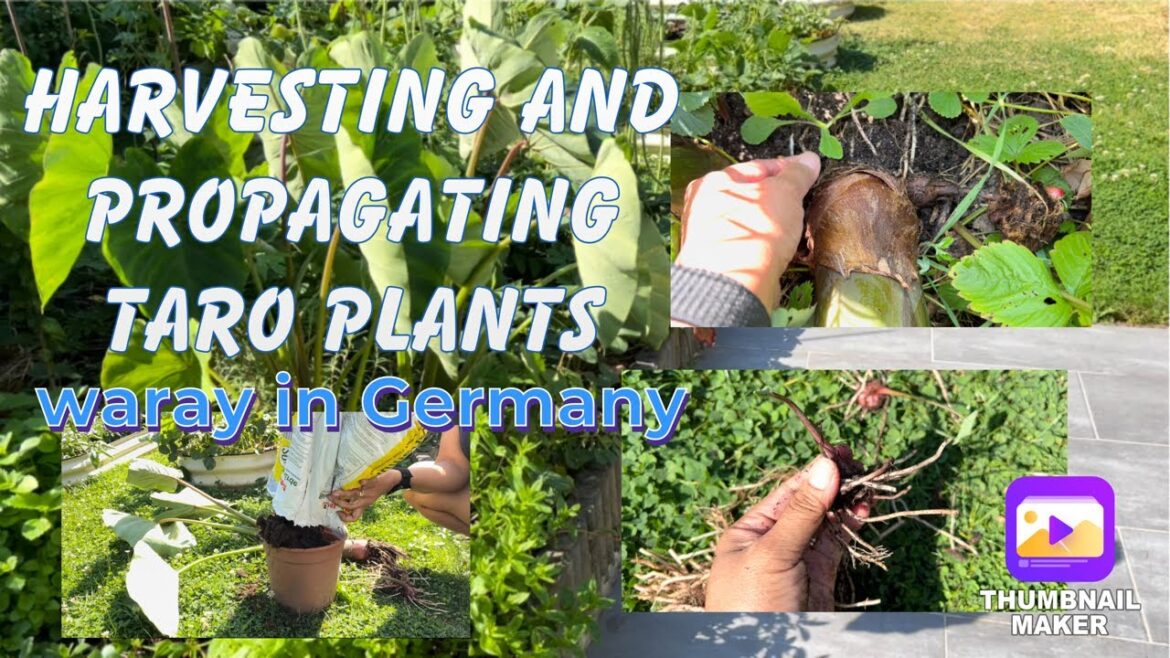 Harvesting And Propagating Taro Plants | Backyard Garden | Organic Vegetable