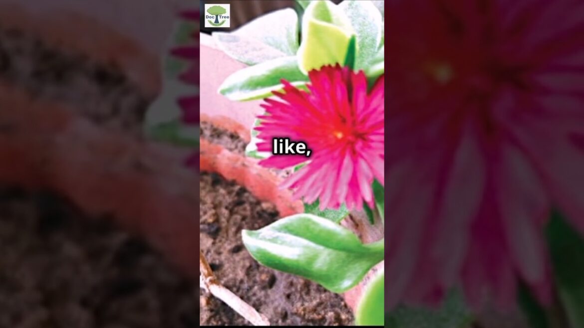 Baby sun rose flowers growing tips | How to have a shocking vibrant colored flowers garden