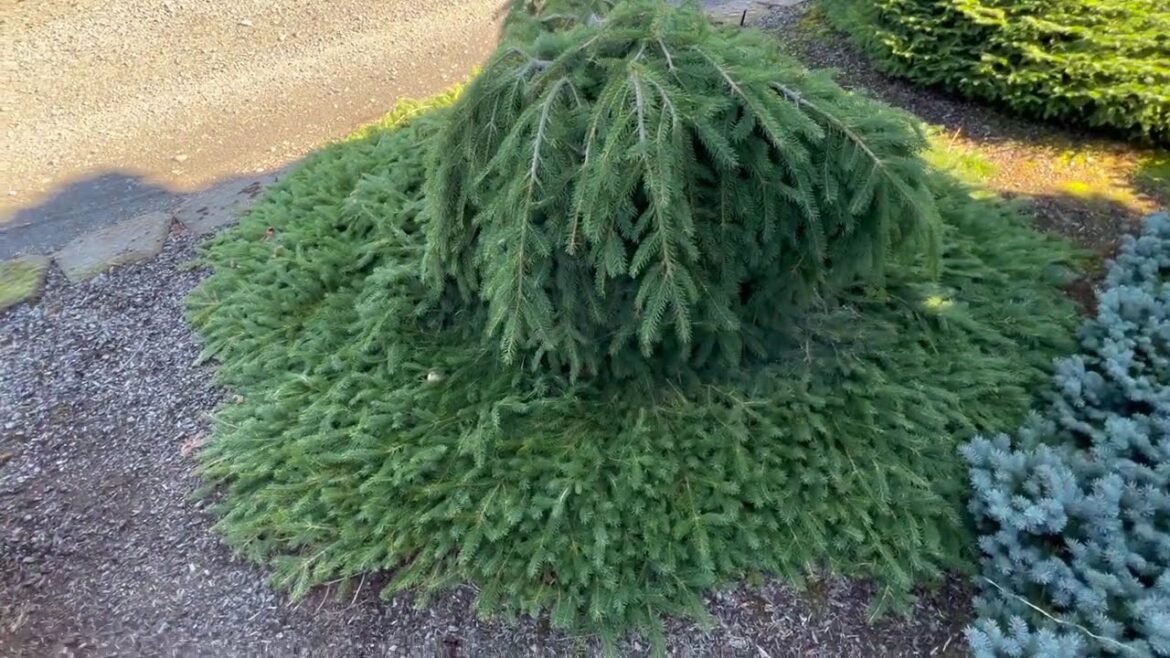 New Conifers! Early Fall Conifer Garden Tour | Great Landscape Plants #dwarfconifers #japanesegarden