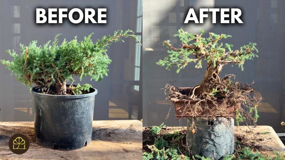 Turn a Garden Juniper into a Bonsai | Step-by-Step Beginner Guide Turn a Garden Juniper into a Bonsai | Step-by-Step Beginner Guide
