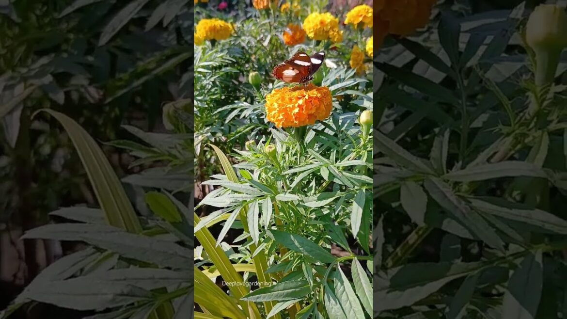 Beautiful garden flowers #flowers #gardeningideas #trending #ytshorts