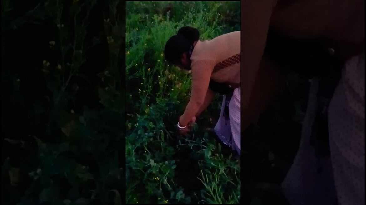 The Great Matar Harvest: Nature’s Bounty Unveiled The Great Matar Harvest: Nature's Bounty Unveiled