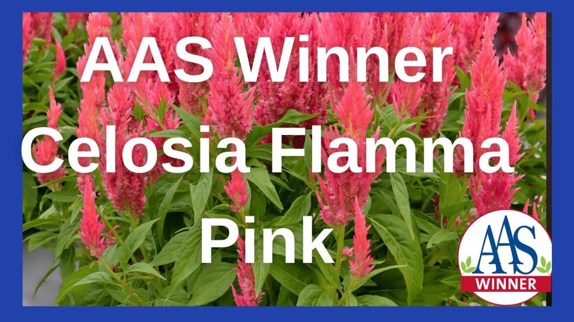 Celosia Flamma Pink: Add Vibrant Pink Blooms to Your Garden #celosia #pinkflowers #annuals
