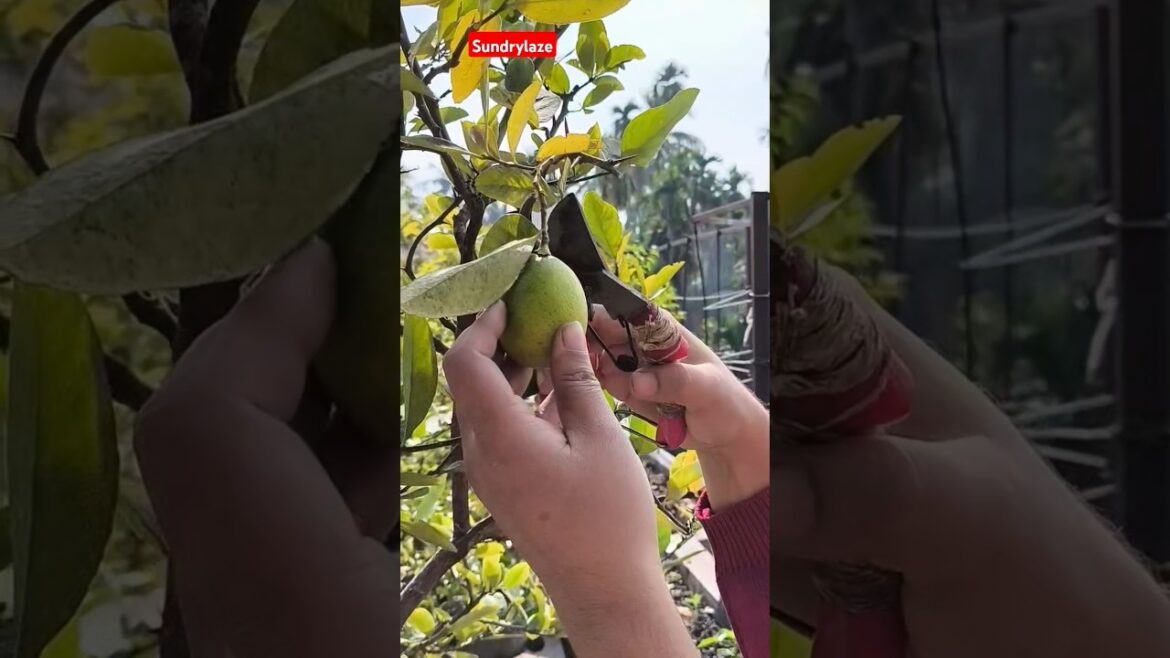 Roof Gardan #garden #rooftopgardens #roofgarden #terracegardning #gardening #gardenplants #yt#shorts Roof Gardan #garden #rooftopgardens #roofgarden #terracegardning #gardening #gardenplants #yt#shorts