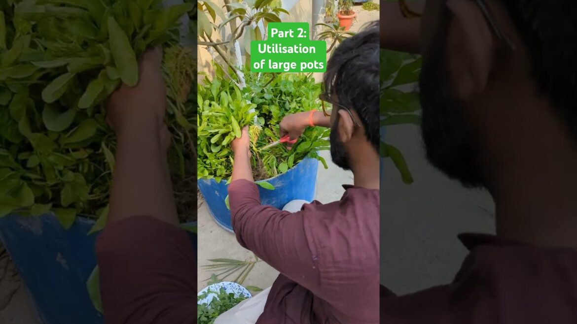 Part 2: Best utilisation of large pot | terrace gardening tips #gardening #plantation #harvesting