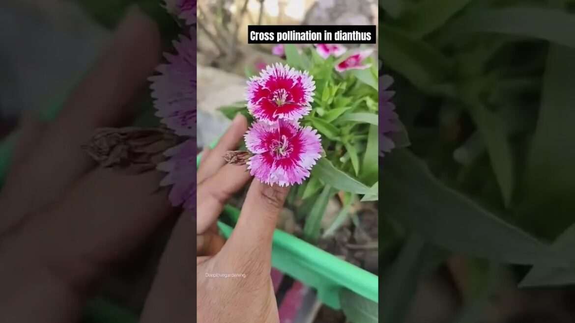 cross pollination in dianthus 🌸#flowers #garden #trending #music #viralvideo cross pollination in dianthus 🌸#flowers #garden #trending #music #viralvideo