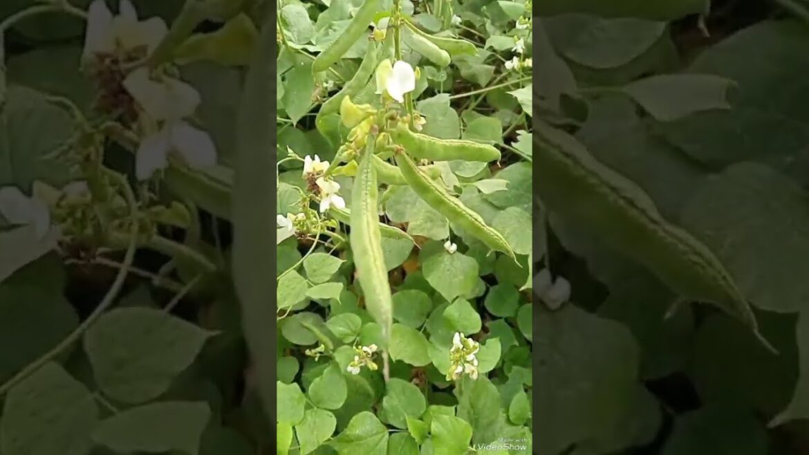 Vegetable trees gardening#foryou #trending #vegetables