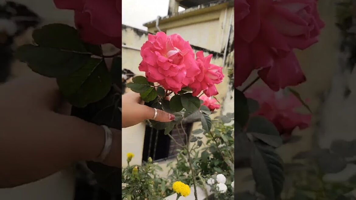 শীতের সকালে আমার ছাদ বাগানে ফোটা কিছু ফুল ।।#gardening #trends