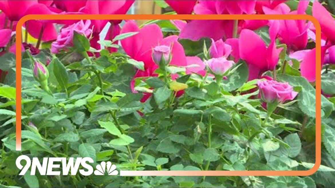 Rethink Valentine’s Day: Embrace love with these botanical gift ideas Rethink Valentine's Day: Embrace love with these botanical gift ideas