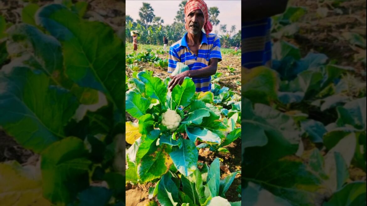 Sun-Kissed Cauliflower Harvest – A Farmer’s Joy! 🌞🌱#shorts Sun-Kissed Cauliflower Harvest – A Farmer’s Joy! 🌞🌱#shorts