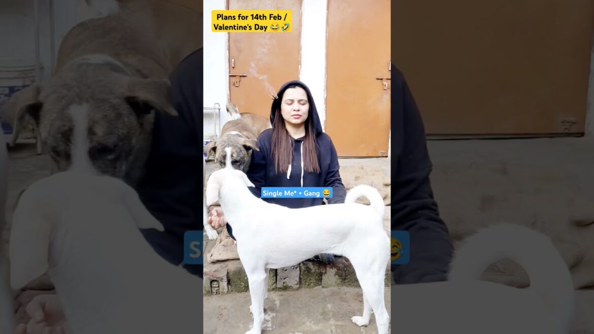 Plans for 14th Feb |Valentine's Day Special| 14th February Plan| Love Day #twinflame #comedy #funny