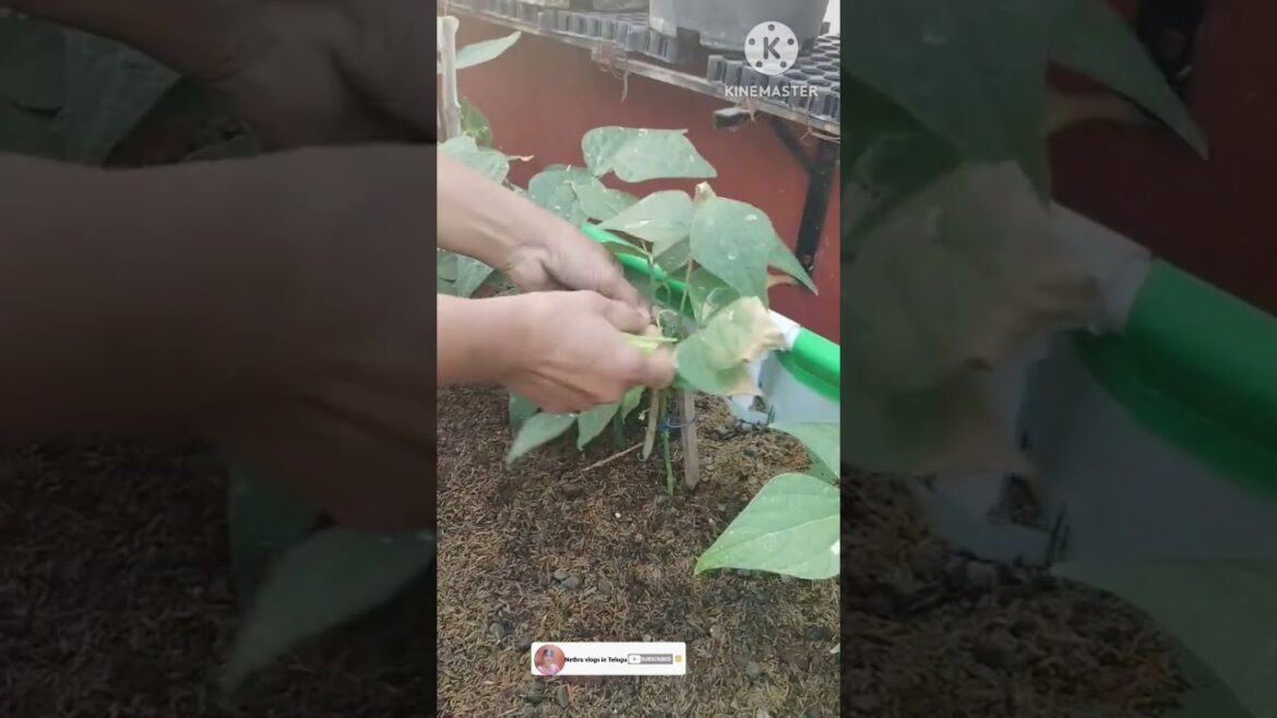 Beans Harvest in my terrace garden #youtubeshorts #shorts #trending