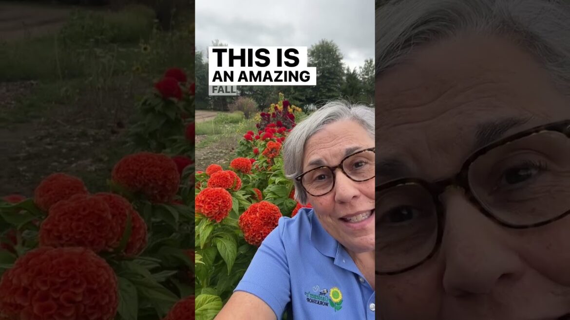 Where to sell the flowers? Get the details on my “Members-Only On Farm Flower Market”! Join me in