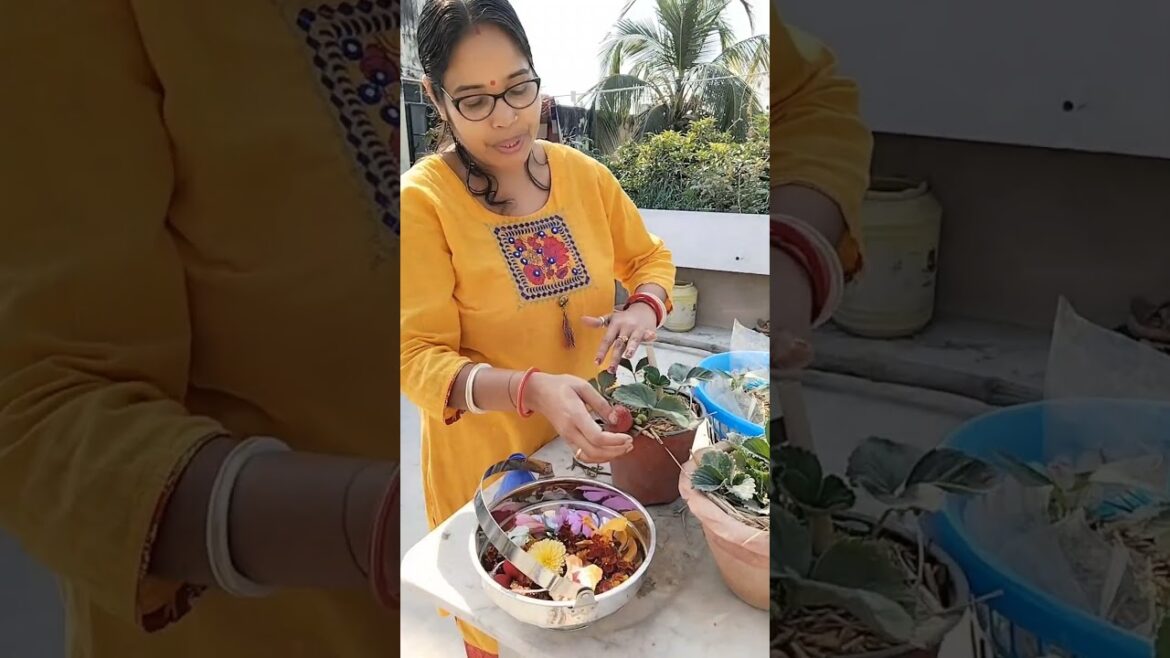 শেষমেশ স্ট্রবেরিটা তুলেই নিলাম গোপুকে দেওয়ার জন্য।। #strawberry #trends শেষমেশ স্ট্রবেরিটা তুলেই নিলাম গোপুকে দেওয়ার জন্য।। #strawberry #trends