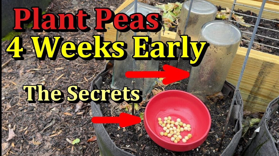 Gary Pilarchik: How to Plant & Germinate Peas Outdoors 2-4 Weeks Early (Towel & Cloche Method) How to Plant & Germinate Peas Outdoors 2-4 Weeks Early (Towel & Cloche Method)