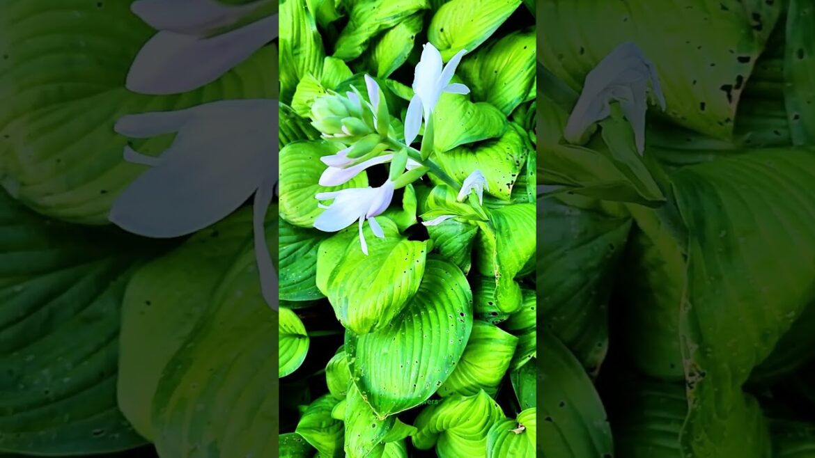 white flowers in a lush green garden #shorts #flowers white flowers in a lush green garden #shorts #flowers