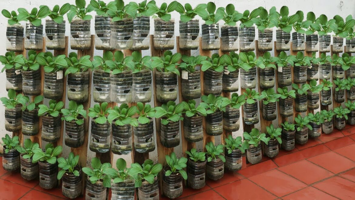Stop Buying Vegetables! Here’s How to Grow Vegetables at Home All Year Round Stop Buying Vegetables! Here's How to Grow Vegetables at Home All Year Round